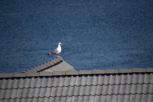 seagull  roof  gull