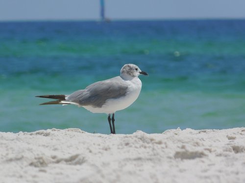 seagull  beach  bird