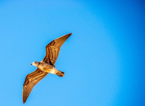 seagull  bird  sky