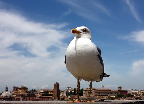 seagull  rome  bird