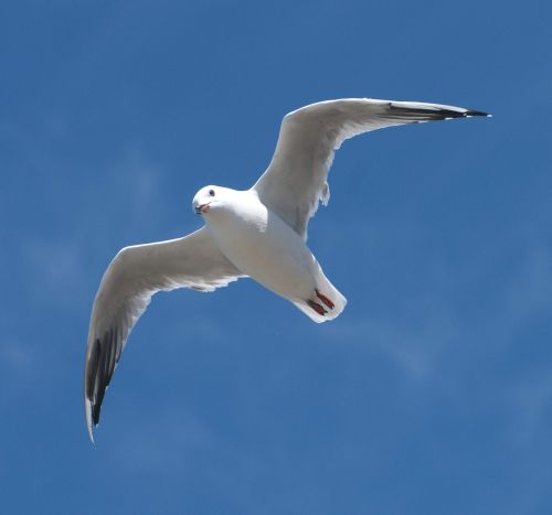seagull blue bird
