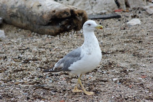 seagull  gabian  bird