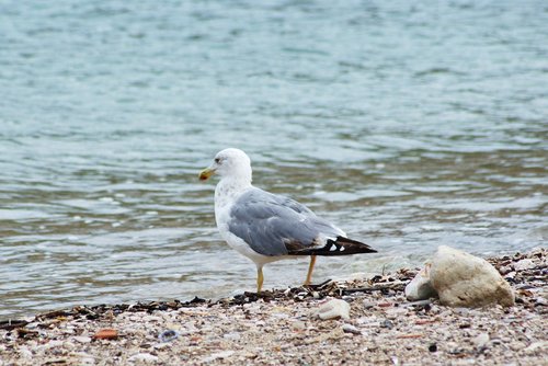 seagull  sea  bird