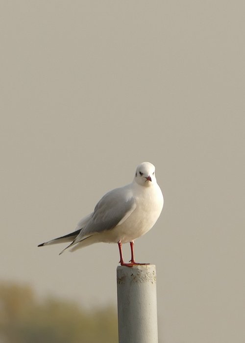 seagull  animal  bird