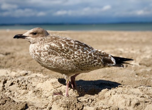 seagull  bird  animal