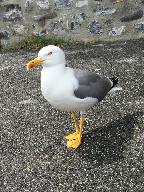 seagull  bird  yellow beak