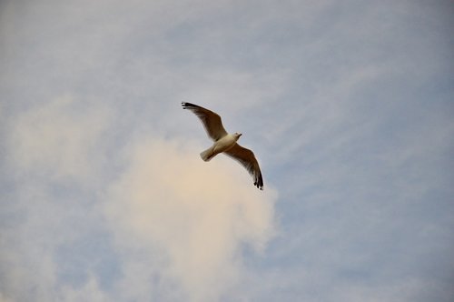 seagull  water  sky