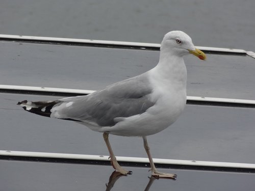 seagull  animal  bird