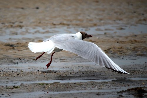 seagull  north sea  flight