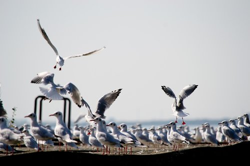 seagull  dock  summer