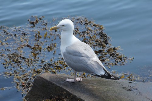 seagull  bird  ocean