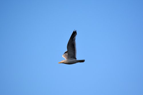 seagull  bird  sky