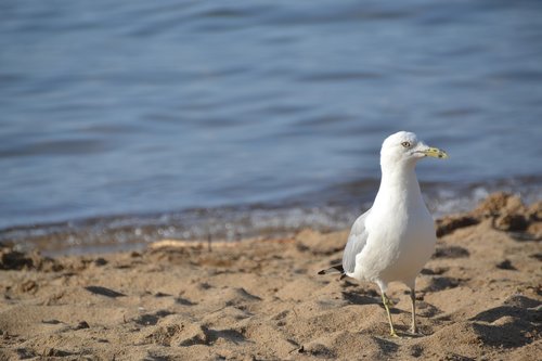 seagull  bird  sea