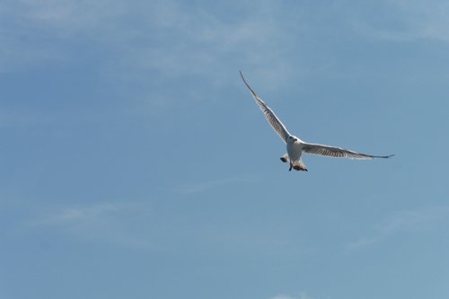 seagull  bird  air