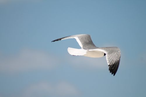 seagull bird ocean
