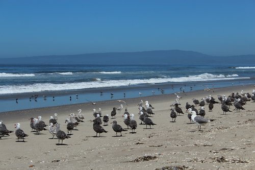 seagull  ocean  beach