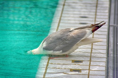 seagull  outdoor pool  water