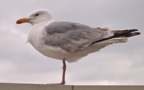seagull  bird  animal