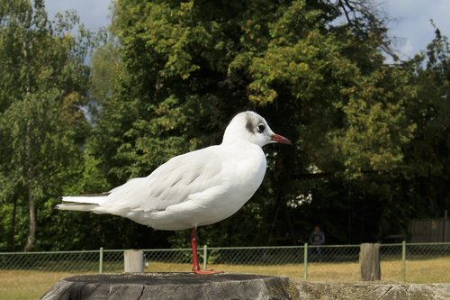 seagull  pier  pile