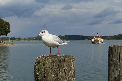 seagull  pier  pile