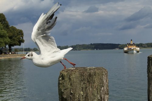 seagull  departure  pier