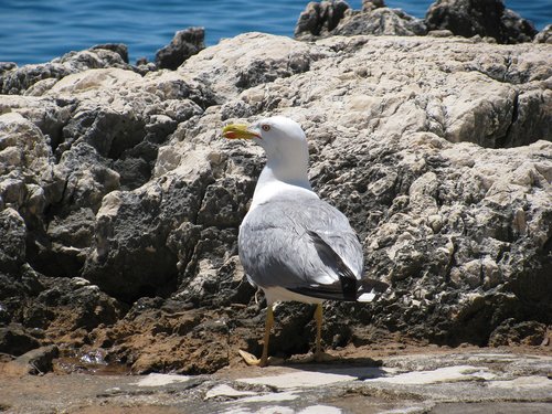 seagull  adriatic sea  croatia