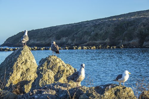 seagull  ocean  sky