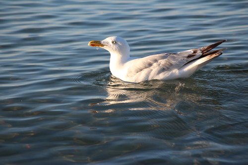 seagull  bird  blue