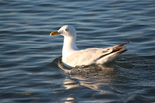 seagull  bird  blue