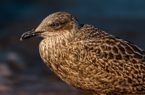 seagull  sea  nature