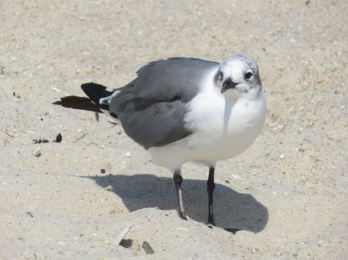 seagull  bird  beach