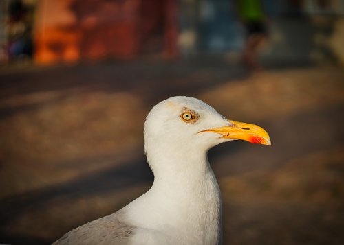 seagull  portrait  sea birds