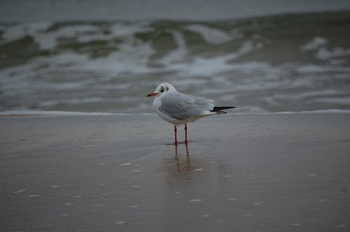 seagull  baltic sea  sea