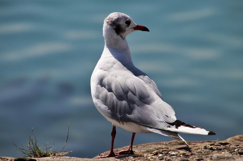 seagull  bird  loser