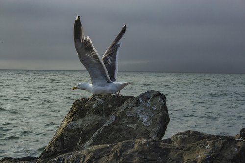 seagull  birds  flying