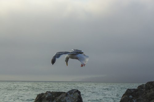 seagull  birds  flying