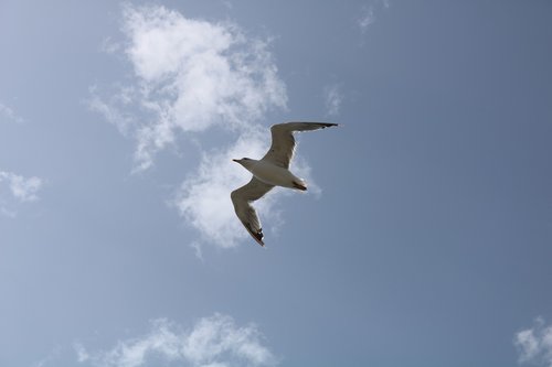 seagull  gabiota  spain