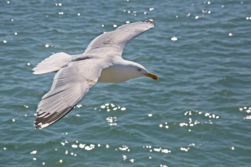 seagull  fly  flight