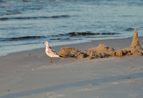 seagull  sand  bird