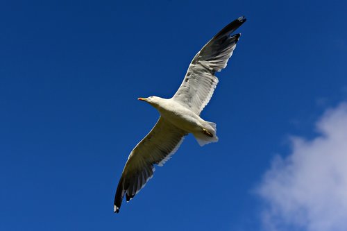 seagull  bird  seabird