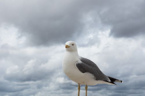 seagull bird bill