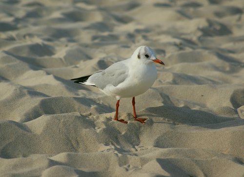 seagull  śmieszka  plumage