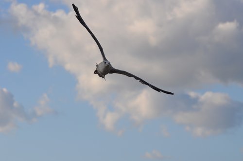 seagull  bird  flying