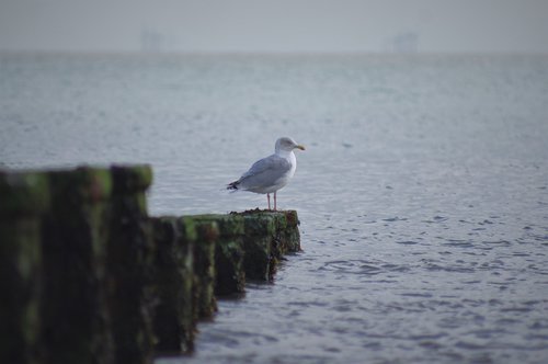 seagull  sea  nature