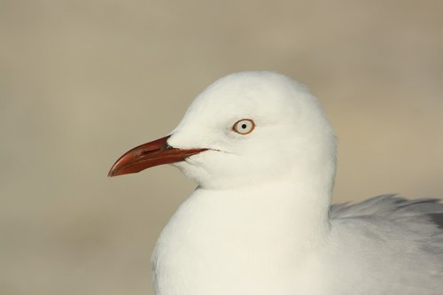 seagull  bird  head