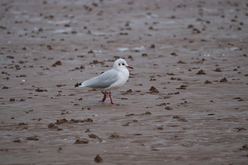 seagull  sea  sand