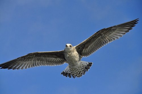 seagull  flying  in flight