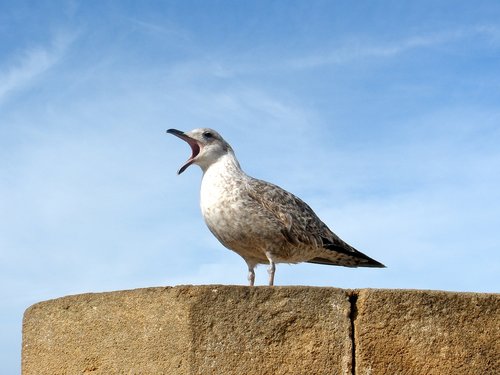 seagull  perched  bird