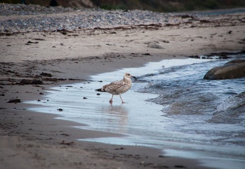 seagull  albatross  sand