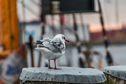 seagull  hamburg  animal